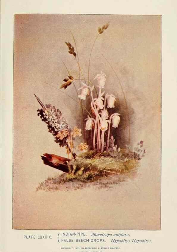 Reproducción/Reproduction 8443925101: A guide to the wild flowers,. New York,Stokes[1899]