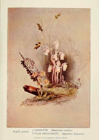 Reproducción/Reproduction 8443925101: A guide to the wild flowers,. New York,Stokes[1899]