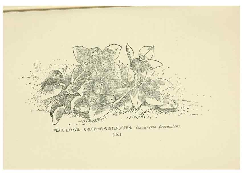 Reproducción/Reproduction 8445013144: A guide to the wild flowers,. New York,Stokes[1899]