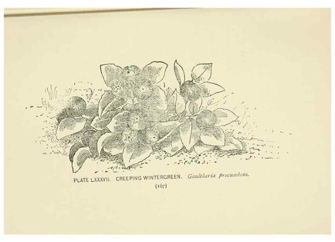 Reproducción/Reproduction 8445013144: A guide to the wild flowers,. New York,Stokes[1899]