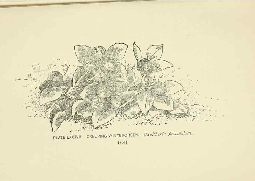Reproducción/Reproduction 8445013144: A guide to the wild flowers,. New York,Stokes[1899]