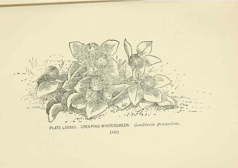 Reproducción/Reproduction 8445013144: A guide to the wild flowers,. New York,Stokes[1899]