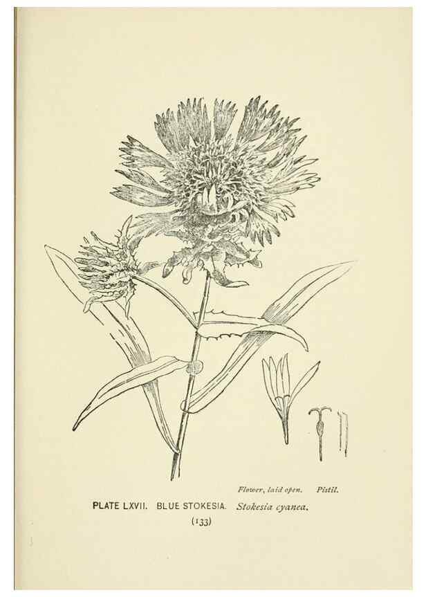 Reproducción/Reproduction 8445003100: A guide to the wild flowers,. New York,Stokes[1899]