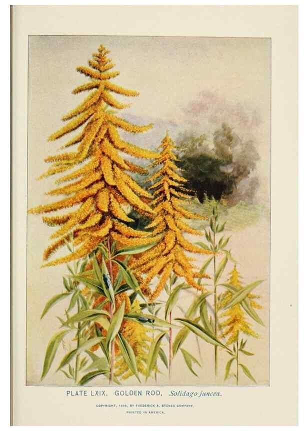 Reproducción/Reproduction 8443915427: A guide to the wild flowers,. New York,Stokes[1899]