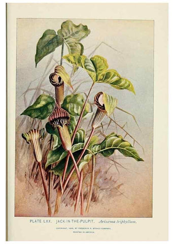 Reproducción/Reproduction 8445004434: A guide to the wild flowers,. New York,Stokes[1899]