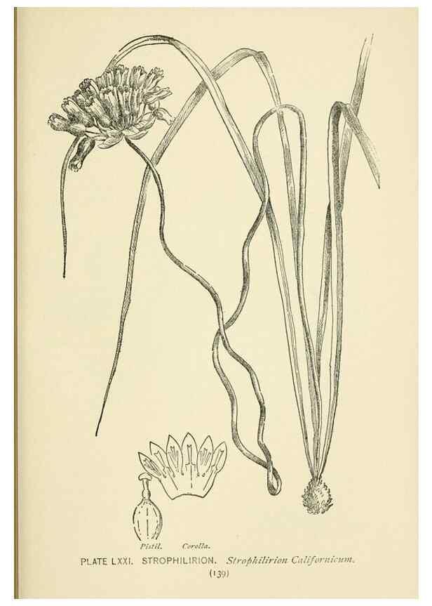 Reproducción/Reproduction 8445004830: A guide to the wild flowers,. New York,Stokes[1899]