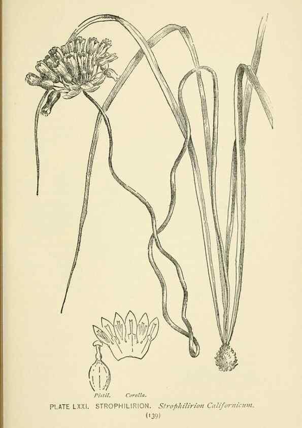 Reproducción/Reproduction 8445004830: A guide to the wild flowers,. New York,Stokes[1899]