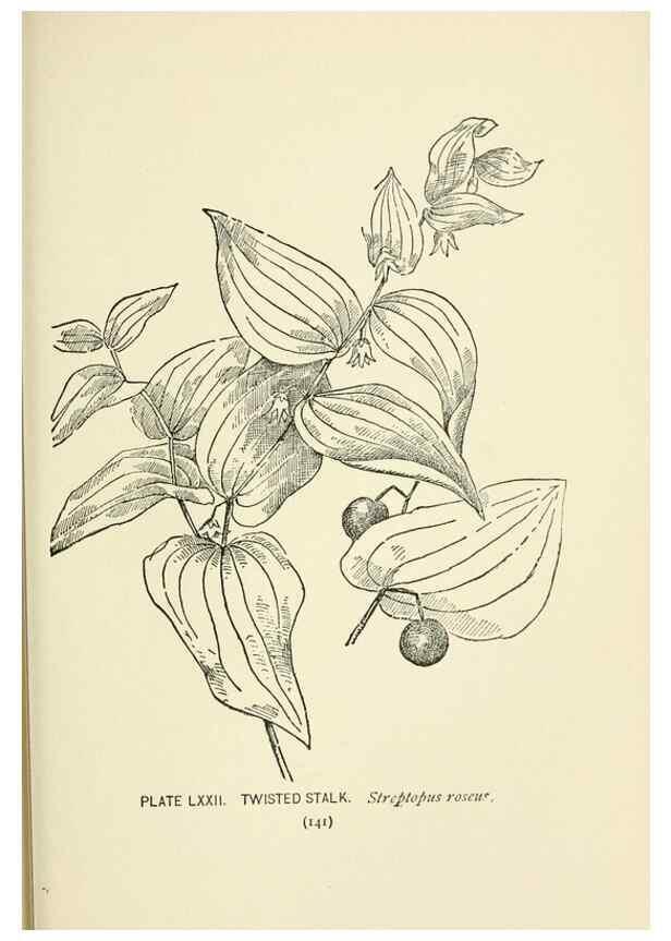 Reproducción/Reproduction 8443916777: A guide to the wild flowers,. New York,Stokes[1899]
