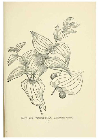 Reproducción/Reproduction 8443916777: A guide to the wild flowers,. New York,Stokes[1899]
