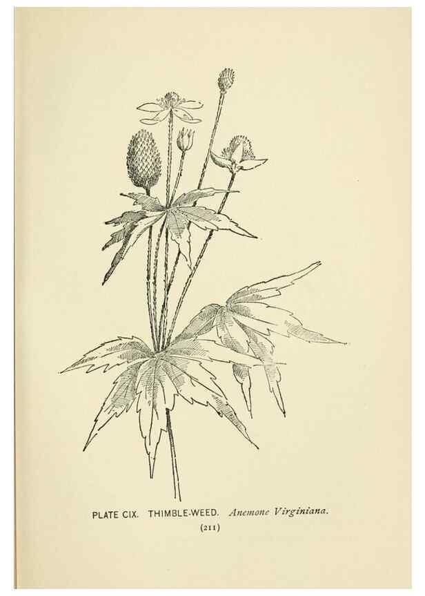 Reproducción/Reproduction 8443947649: A guide to the wild flowers,. New York,Stokes[1899]