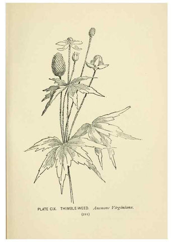 Reproducción/Reproduction 8443947649: A guide to the wild flowers,. New York,Stokes[1899]
