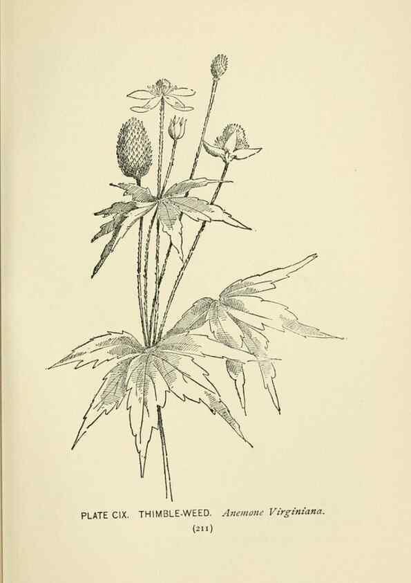 Reproducción/Reproduction 8443947649: A guide to the wild flowers,. New York,Stokes[1899]