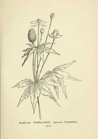 Reproducción/Reproduction 8443947649: A guide to the wild flowers,. New York,Stokes[1899]