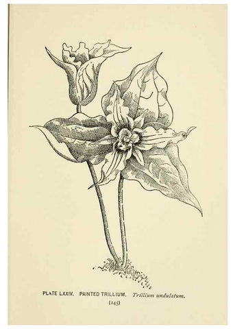 Reproducción/Reproduction 8443917555: A guide to the wild flowers,. New York,Stokes[1899]