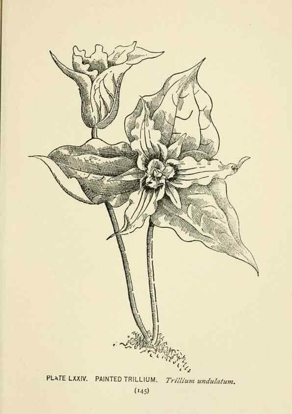 Reproducción/Reproduction 8443917555: A guide to the wild flowers,. New York,Stokes[1899]