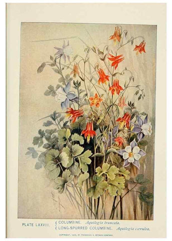 Reproducción/Reproduction 8443919067: A guide to the wild flowers,. New York,Stokes[1899]
