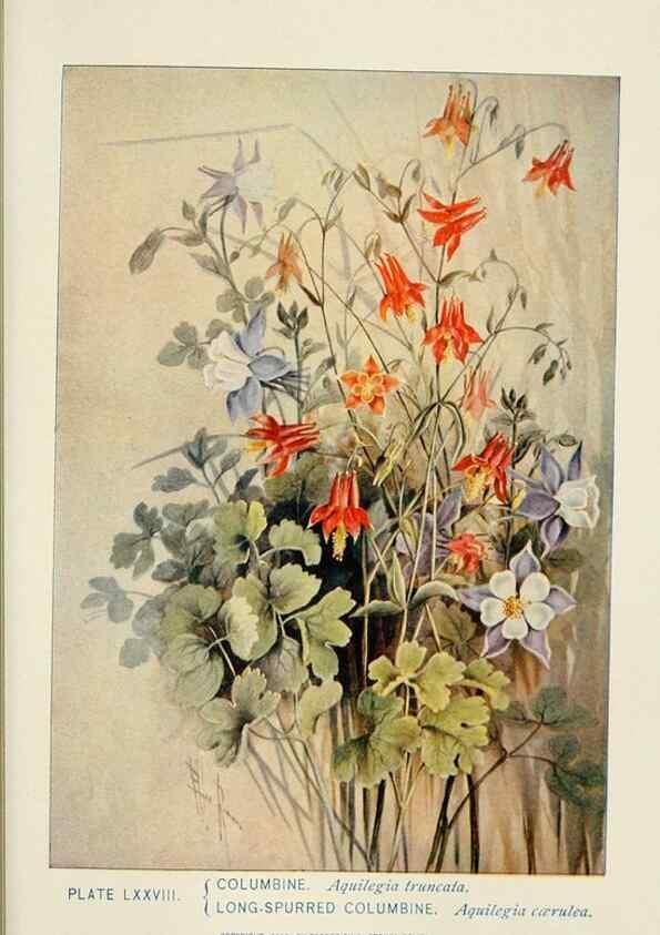 Reproducción/Reproduction 8443919067: A guide to the wild flowers,. New York,Stokes[1899]