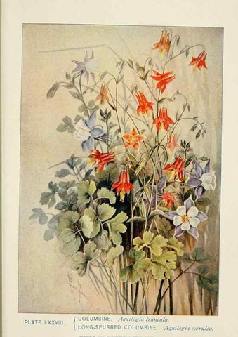 Reproducción/Reproduction 8443919067: A guide to the wild flowers,. New York,Stokes[1899]