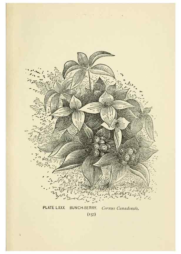 Reproducción/Reproduction 8443920251: A guide to the wild flowers,. New York,Stokes[1899]