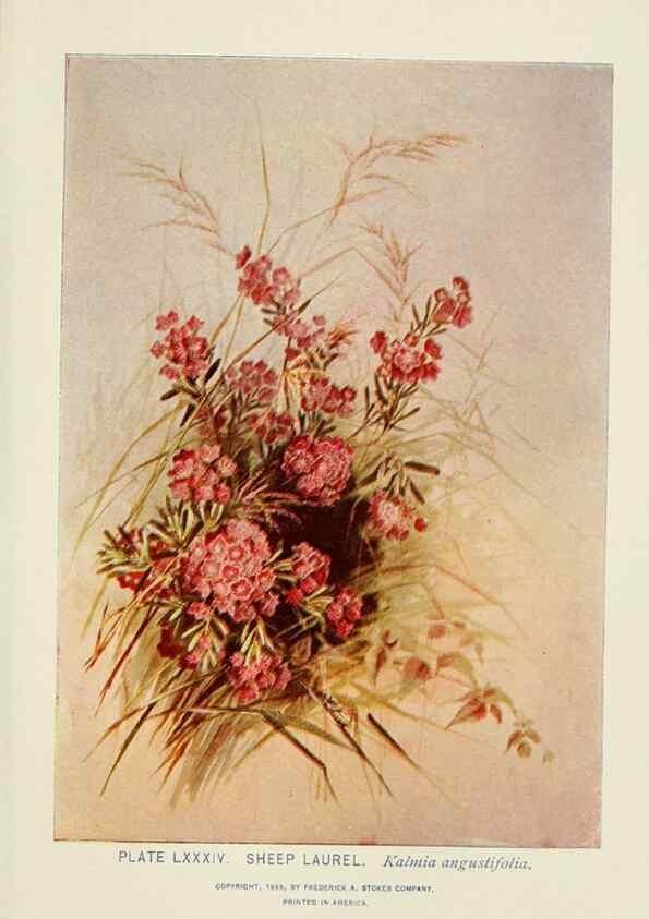 Reproducción/Reproduction 8443922281: A guide to the wild flowers,. New York,Stokes[1899]