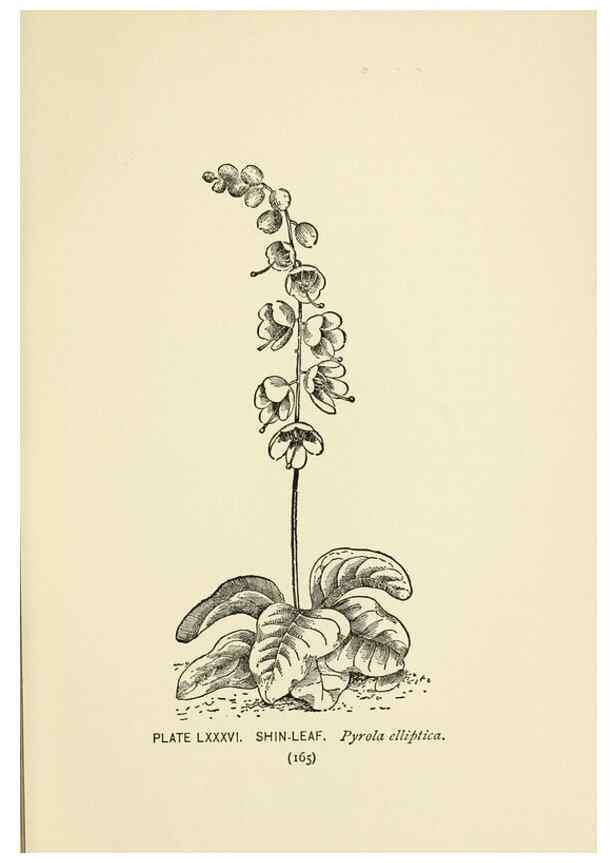 Reproducción/Reproduction 8445012762: A guide to the wild flowers,. New York,Stokes[1899]
