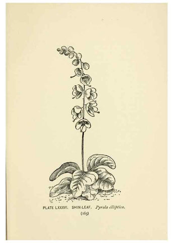 Reproducción/Reproduction 8445012762: A guide to the wild flowers,. New York,Stokes[1899]