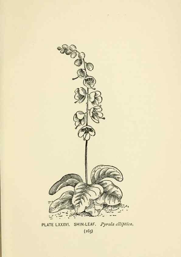 Reproducción/Reproduction 8445012762: A guide to the wild flowers,. New York,Stokes[1899]