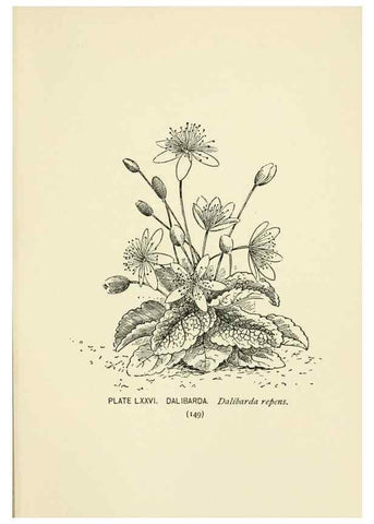 Reproducción/Reproduction 8445006776: A guide to the wild flowers,. New York,Stokes[1899]