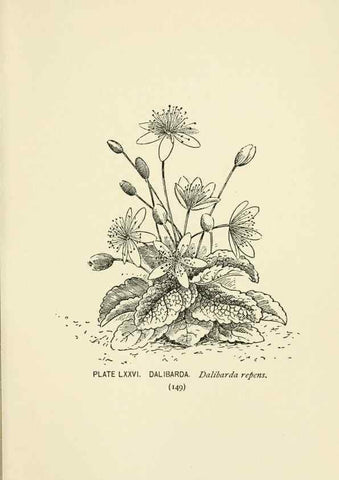 Reproducción/Reproduction 8445006776: A guide to the wild flowers,. New York,Stokes[1899]
