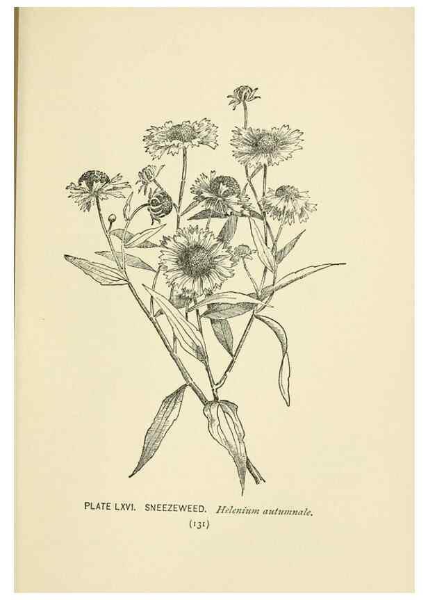 Reproducción/Reproduction 8445002646: A guide to the wild flowers,. New York,Stokes[1899]