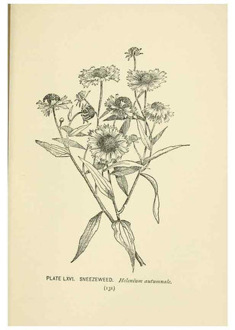 Reproducción/Reproduction 8445002646: A guide to the wild flowers,. New York,Stokes[1899]