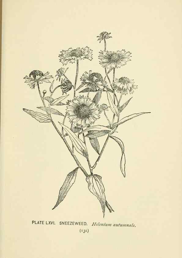 Reproducción/Reproduction 8445002646: A guide to the wild flowers,. New York,Stokes[1899]