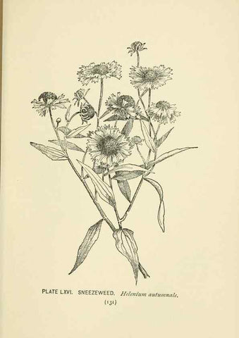 Reproducción/Reproduction 8445002646: A guide to the wild flowers,. New York,Stokes[1899]