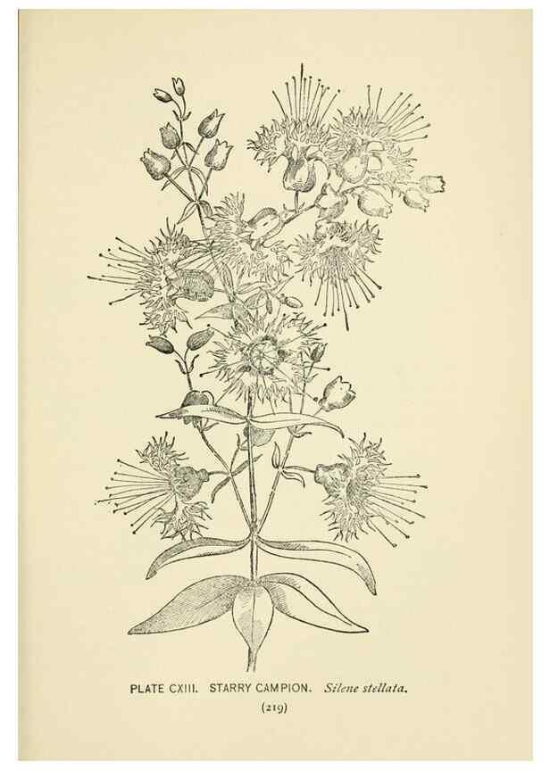 Reproducción/Reproduction 8443949485: A guide to the wild flowers,. New York,Stokes[1899]