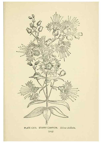 Reproducción/Reproduction 8443949485: A guide to the wild flowers,. New York,Stokes[1899]