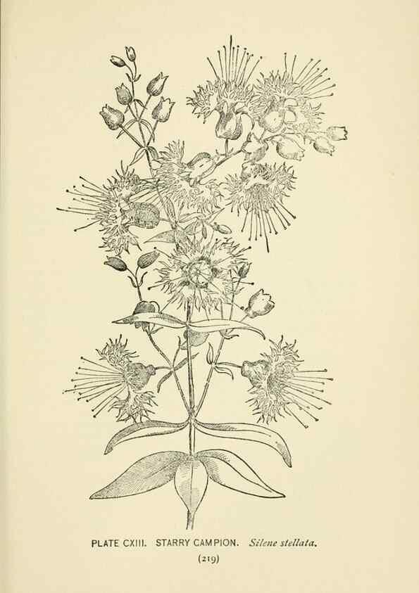 Reproducción/Reproduction 8443949485: A guide to the wild flowers,. New York,Stokes[1899]