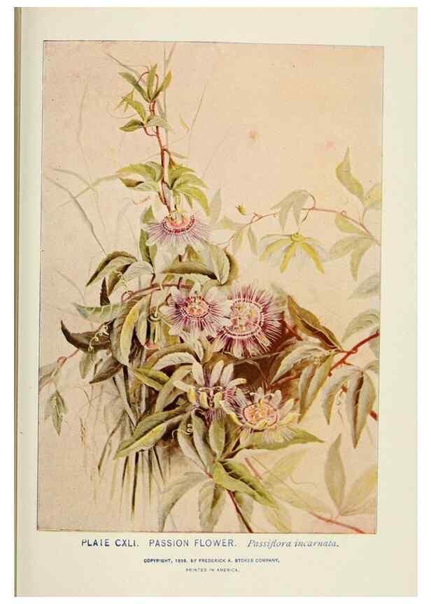 Reproducción/Reproduction 8445049154: A guide to the wild flowers,. New York,Stokes[1899]