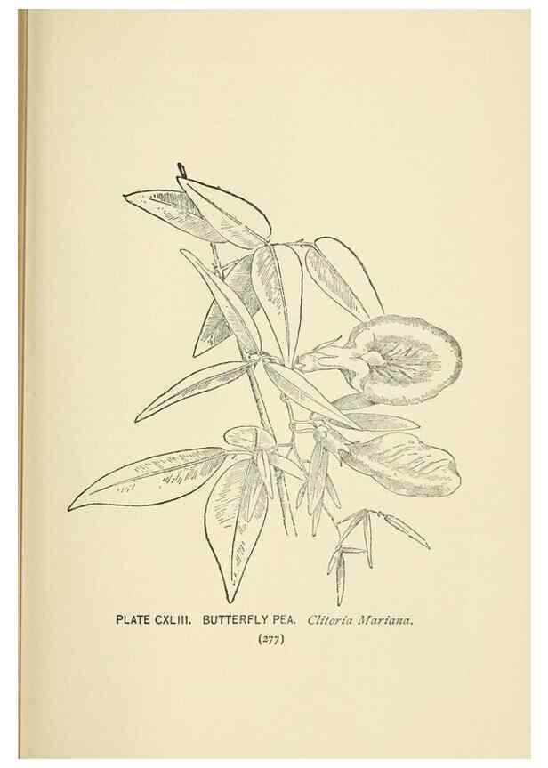 Reproducción/Reproduction 8445050234: A guide to the wild flowers,. New York,Stokes[1899]