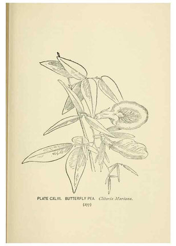 Reproducción/Reproduction 8445050234: A guide to the wild flowers,. New York,Stokes[1899]