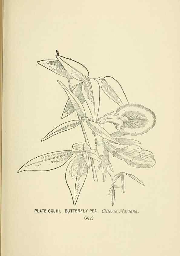 Reproducción/Reproduction 8445050234: A guide to the wild flowers,. New York,Stokes[1899]