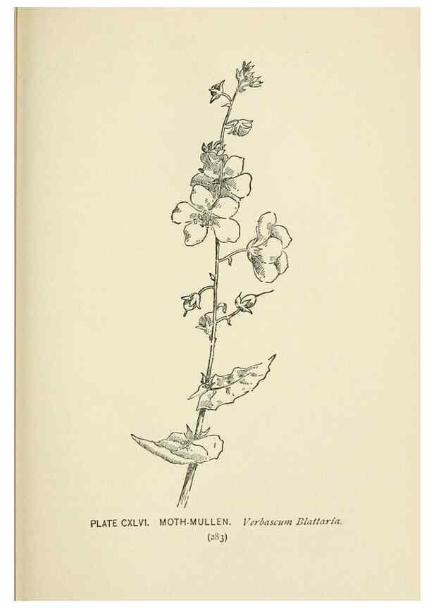 Reproducción/Reproduction 8445051888: A guide to the wild flowers,. New York,Stokes[1899]