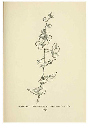 Reproducción/Reproduction 8445051888: A guide to the wild flowers,. New York,Stokes[1899]