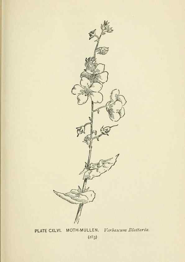 Reproducción/Reproduction 8445051888: A guide to the wild flowers,. New York,Stokes[1899]