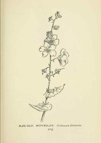 Reproducción/Reproduction 8445051888: A guide to the wild flowers,. New York,Stokes[1899]