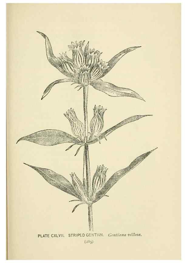 Reproducción/Reproduction 8443964113: A guide to the wild flowers,. New York,Stokes[1899]