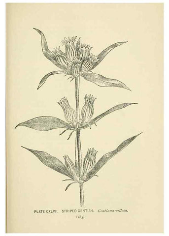Reproducción/Reproduction 8443964113: A guide to the wild flowers,. New York,Stokes[1899]
