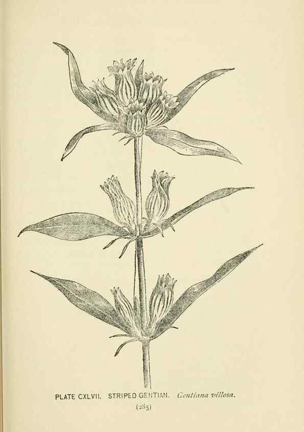 Reproducción/Reproduction 8443964113: A guide to the wild flowers,. New York,Stokes[1899]