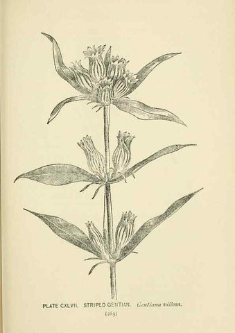Reproducción/Reproduction 8443964113: A guide to the wild flowers,. New York,Stokes[1899]