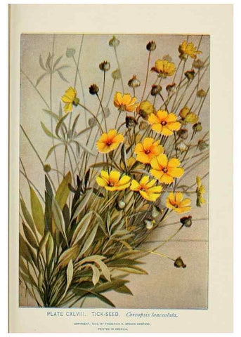 Reproducción/Reproduction 8445052792: A guide to the wild flowers,. New York,Stokes[1899]