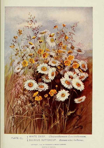 Reproducción/Reproduction 8443965317: A guide to the wild flowers,. New York,Stokes[1899]